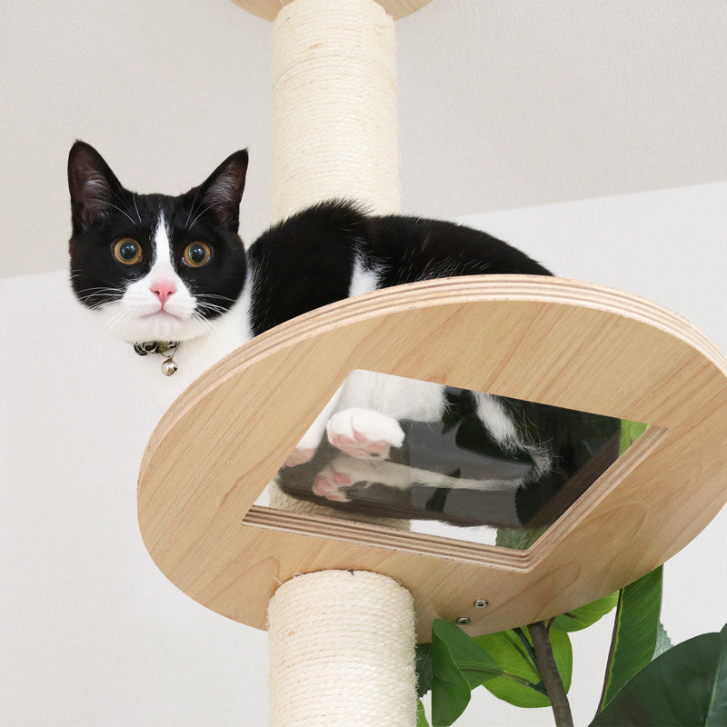 ねこの休ら木　ソラ