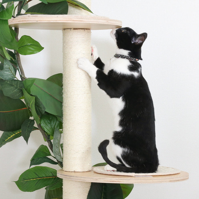 ねこの休ら木　ソラ